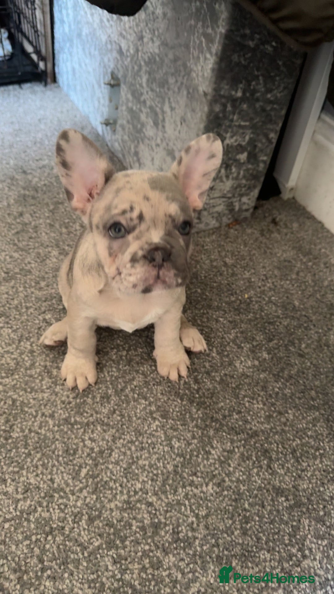 French Bulldog dogs for sale: 2 STUNNING BOY FRENCHIES LEFT…. REDUCED READY NOW in Stoke-on-Trent - Image 20