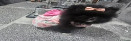Pomeranian dogs for sale:  X **   **  size  Pomeranian puppy - Advert 4