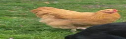 Chickens poultry for sale: Buff Orpington Cockerel - Advert 2