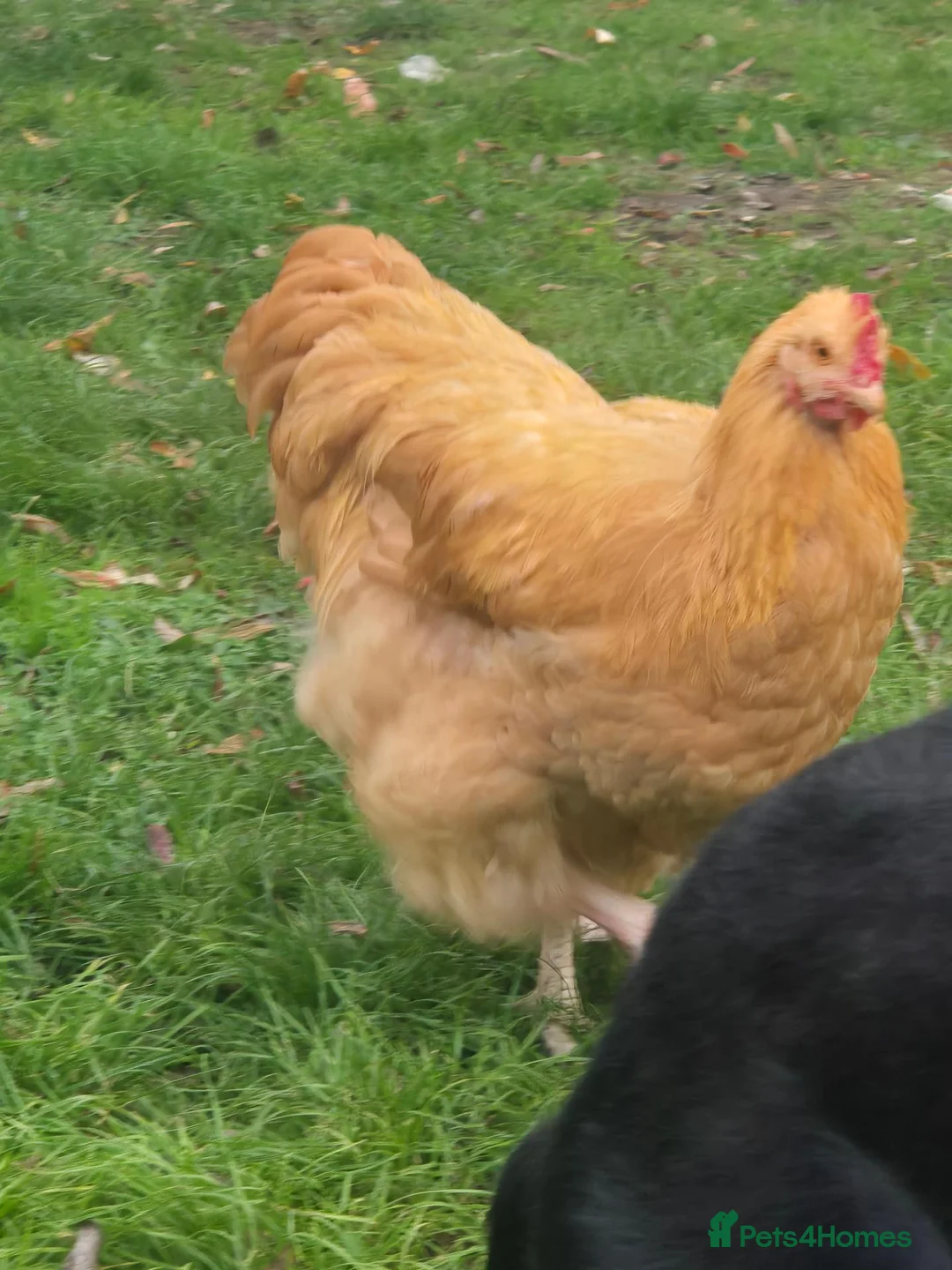 Chickens poultry for sale: Buff Orpington Cockerel - Advert 2
