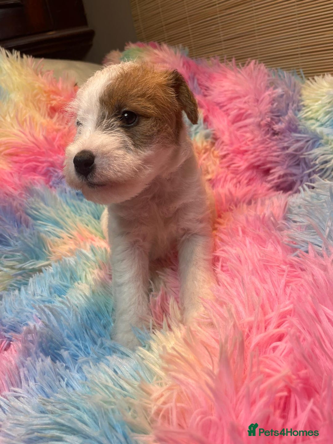 Mixed Breed dogs for sale: Wire Fox X Parsons Jack Russell Puppies for Sale - Advert 19