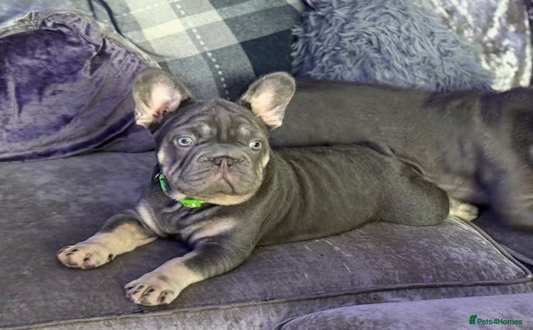 French Bulldog dogs Male big rope blue & tan frenchie  - Advert 2