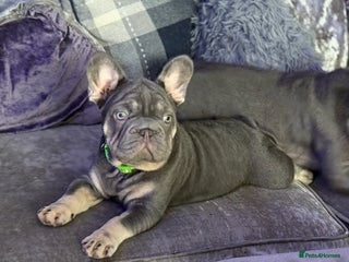 French Bulldog dogs Male big rope blue & tan frenchie - Advert 3