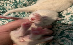 Siamese cats for sale: 🐾✨ White Siamese Maggir Became a Mum! ✨🐾 - Image 11