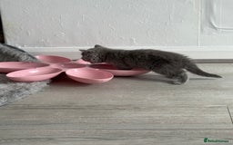 British Shorthair cats for sale: British shorthair kittens  - Image 6