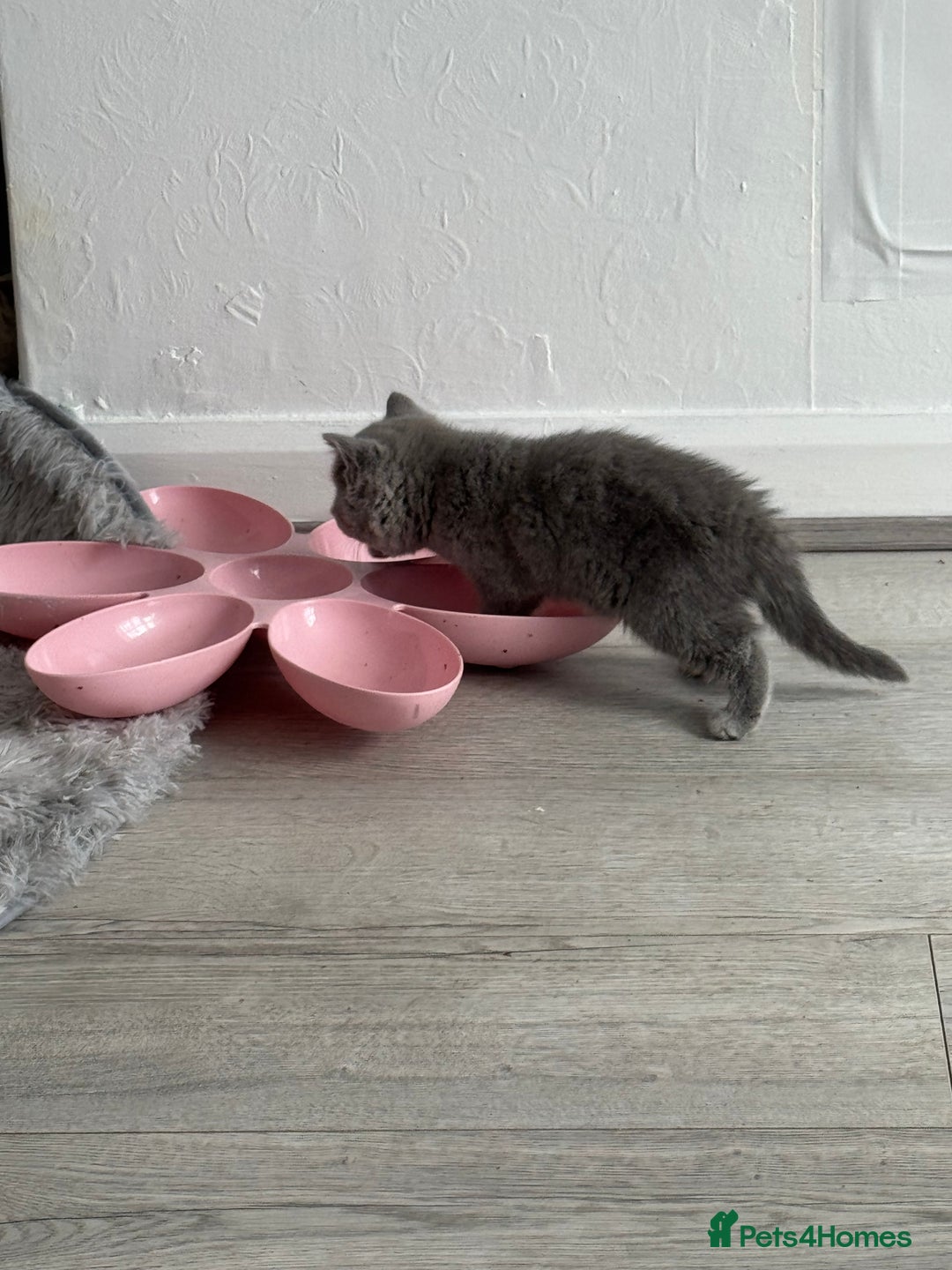 British Shorthair cats for sale: British shorthair kittens  - Image 6
