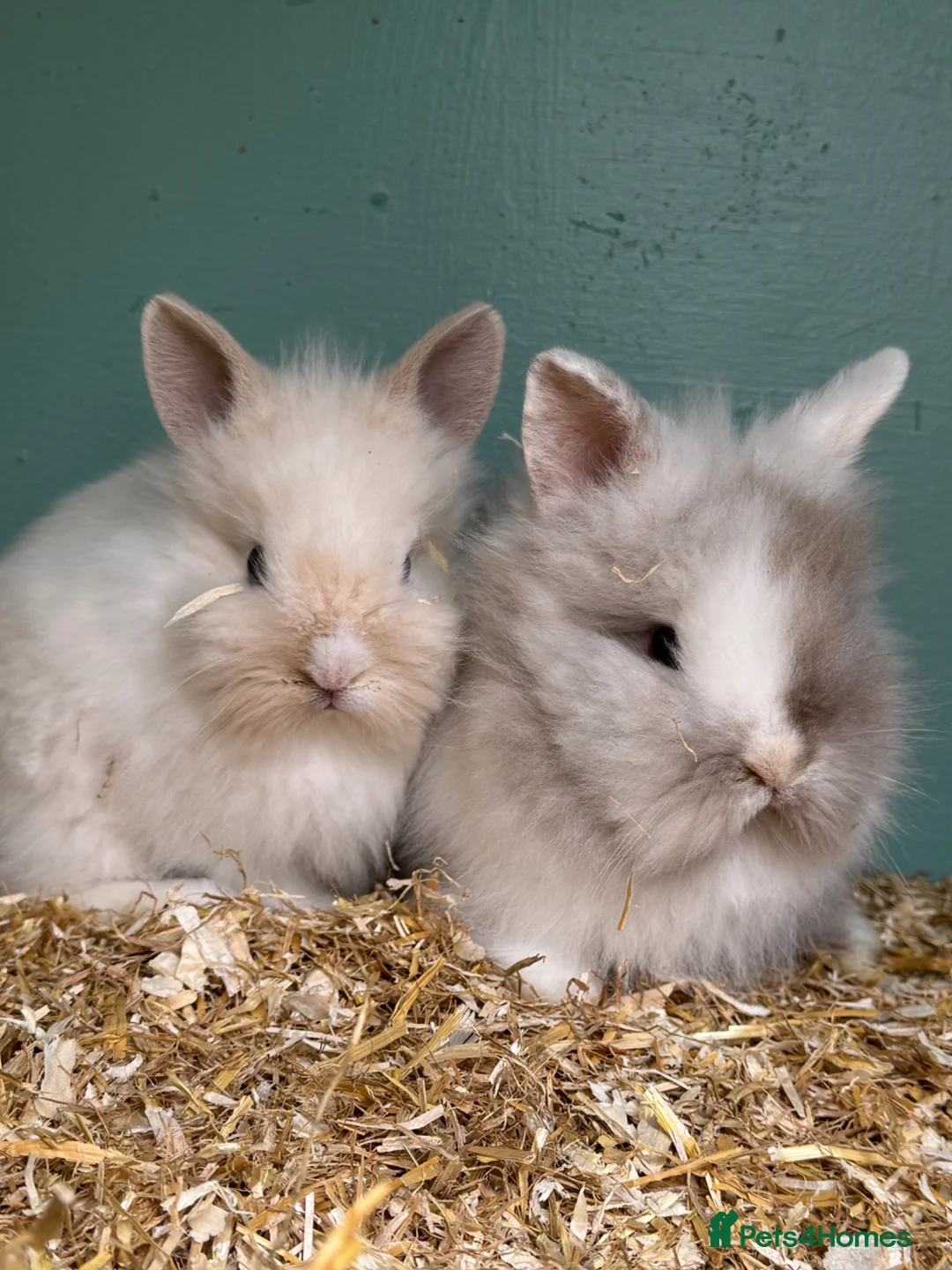 Lionhead rabbits for sale: Baby double maned lions ready for new homes - Advert 8
