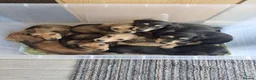 Miniature Dachshund dogs for sale: 🌟KC reg.Miniature LH Dachshund Puppies 🌟  - Advert 35