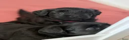 Maltipoo dogs for sale: Gorgeous rare colour Maltipoo pups - Advert 10