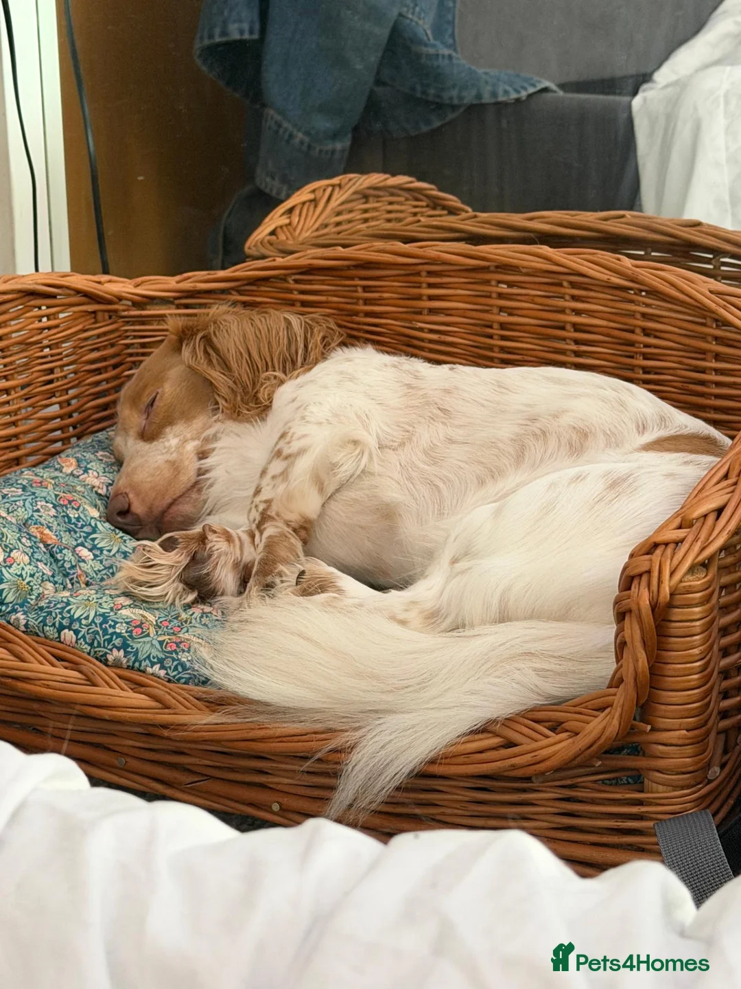 Miniature Dachshund dogs for sale: Miniature Dachshund - Advert 2