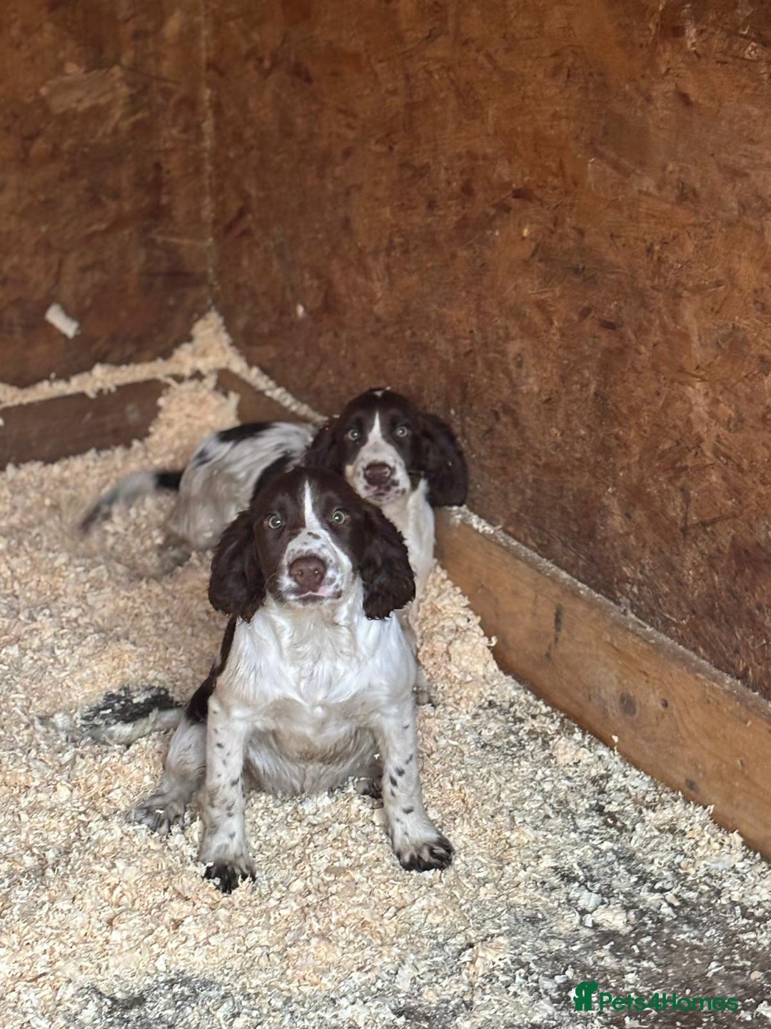 Sprocker dogs for sale: Cocker  - Image 7