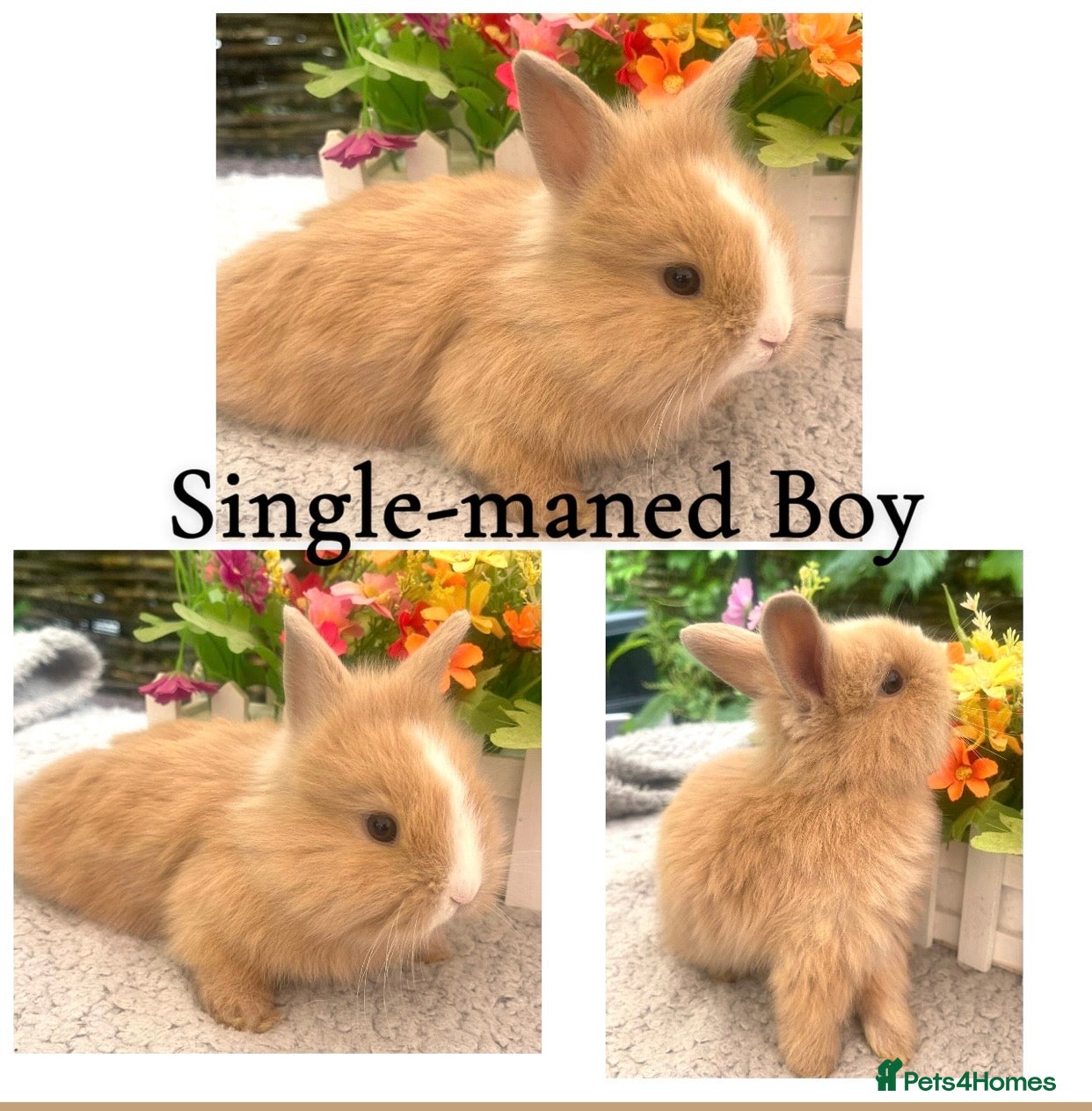 Lionhead rabbits for sale: Lovely Lionhead Babies - Advert 1
