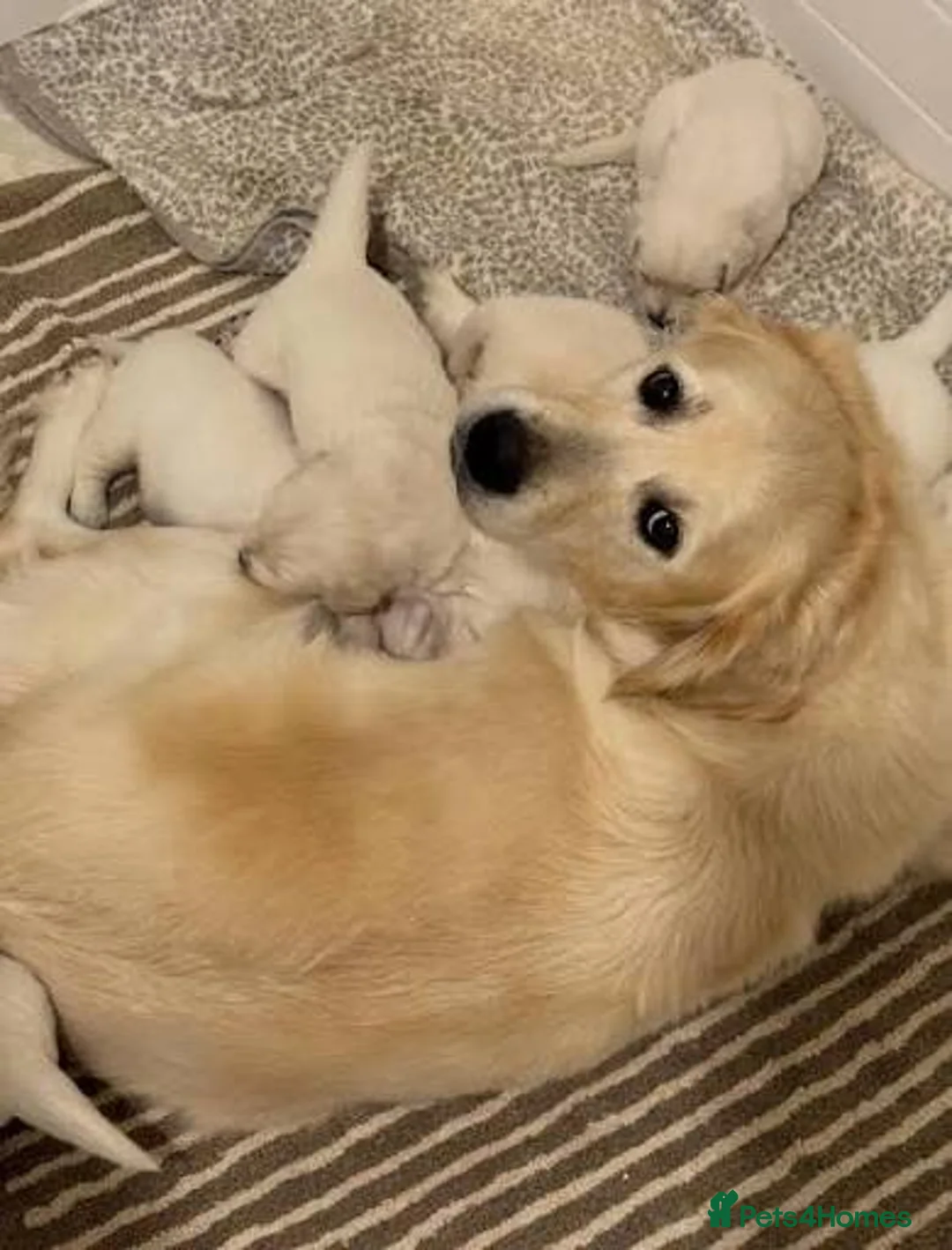 Golden Retriever dogs for sale: 8 week old golden retriever  - Advert 11
