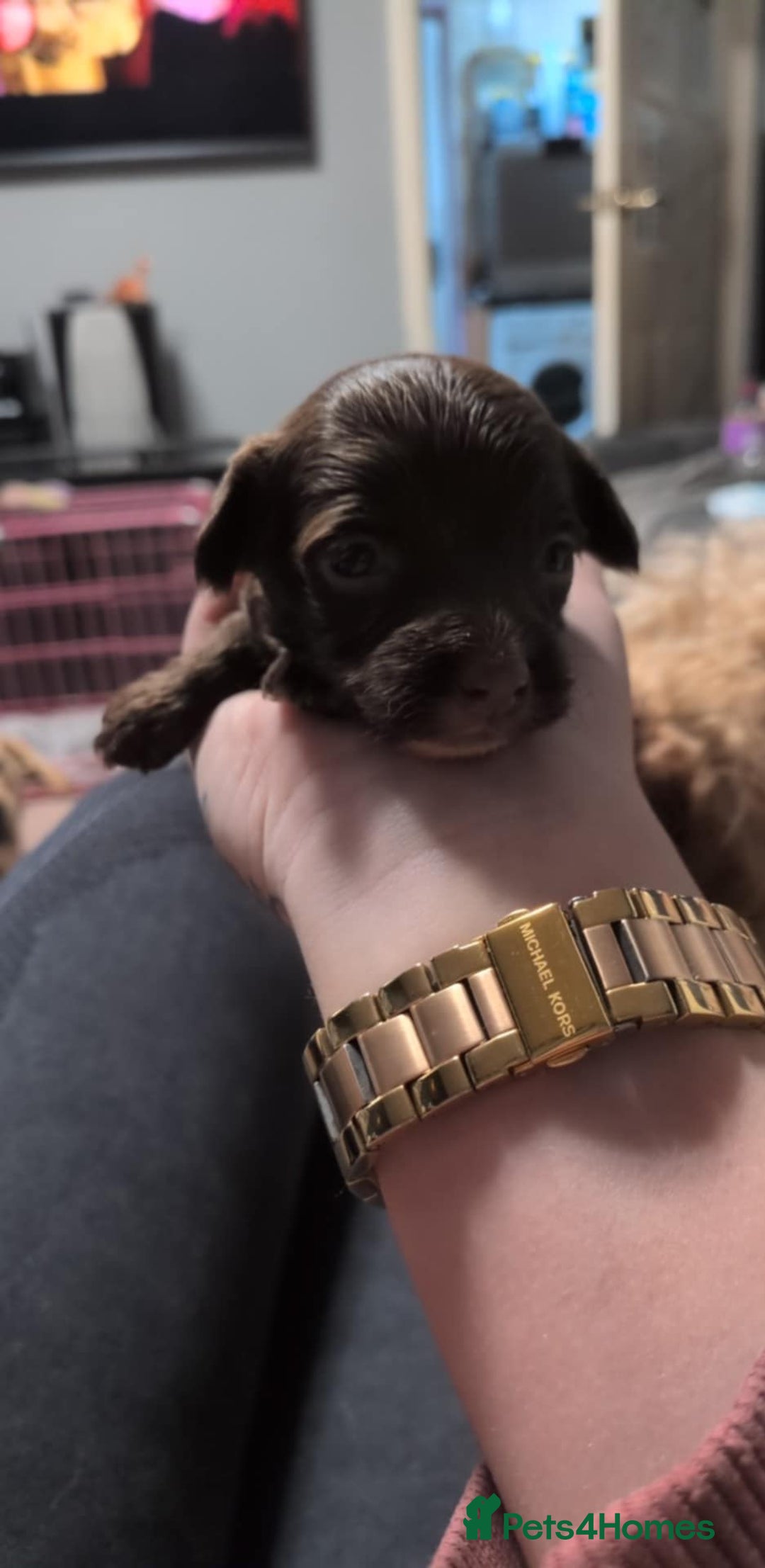 Mixed Breed dogs for sale: Miniature doxipoo  - Advert 8