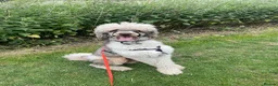 Standard Poodle dogs for sale: 3yr Old Male Standard Poodle - Advert 19