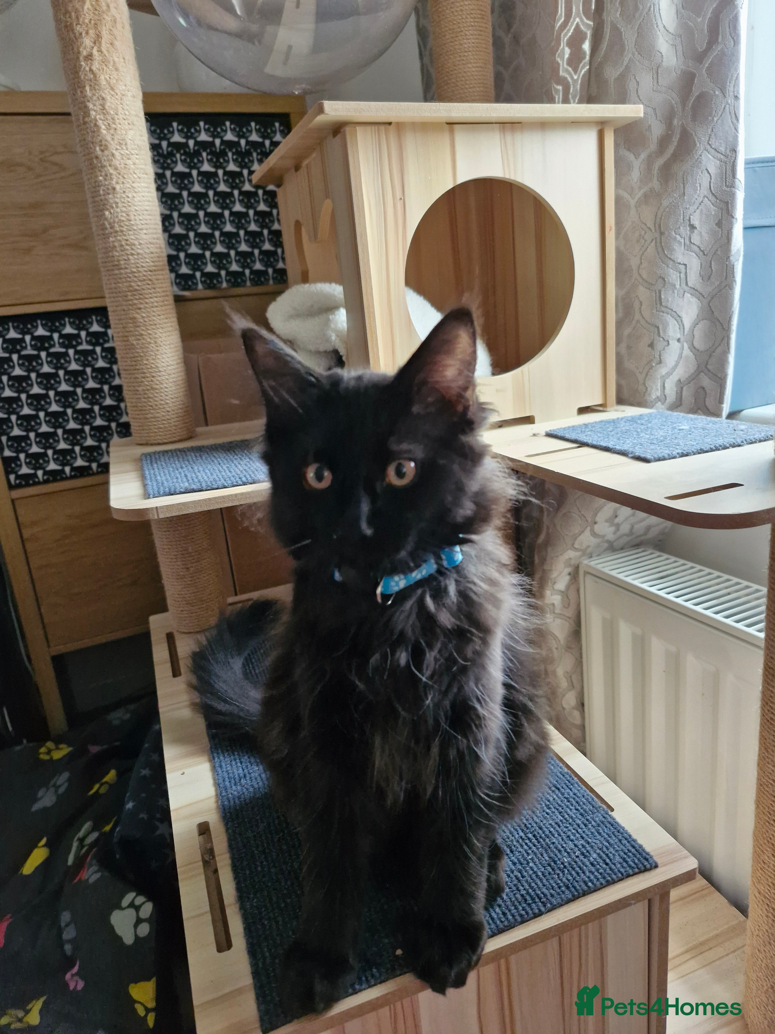 Maine Coon cats Maincoon x ragdoll  - Advert 5