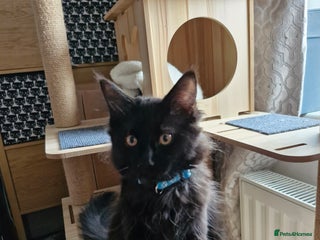 Maine Coon cats Maincoon x ragdoll - Advert 2