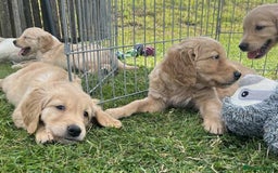 Golden Retriever dogs for sale: Beautiful KC Golden Retriever Puppies - Image 17