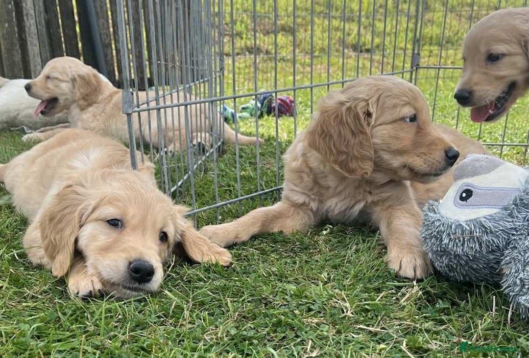 Golden Retriever dogs for sale: Beautiful KC Golden Retriever Puppies - Image 17