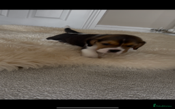 Beagle dogs for sale: Davicard/duffosee beagles - Image 9