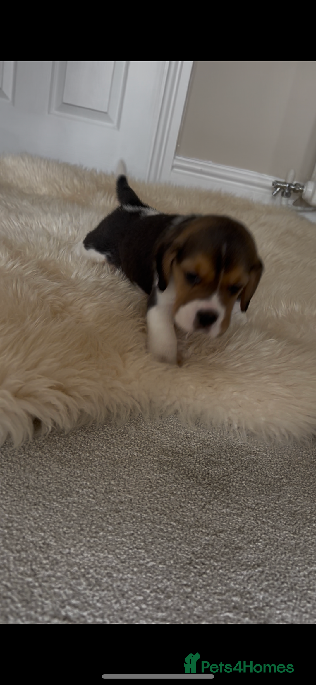 Beagle dogs for sale: Davicard/duffosee beagles - Image 9