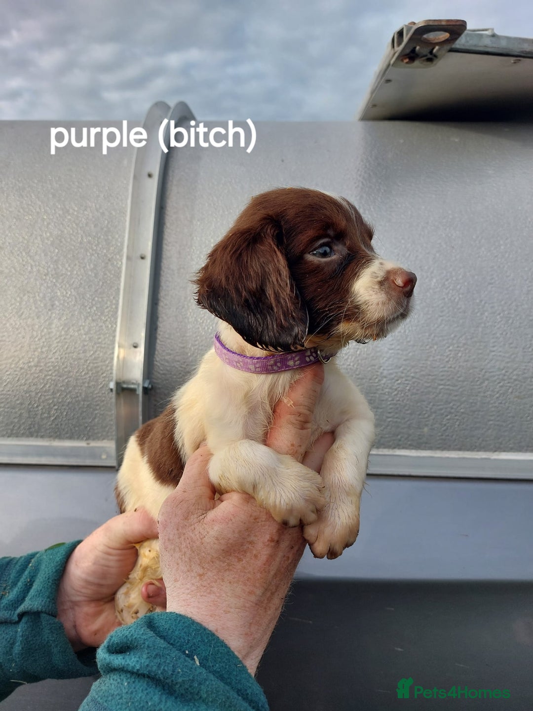English Springer Spaniel dogs for sale: Springer spaniel pups  - Image 3