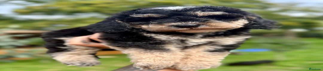 Cockapoo Puppy 4