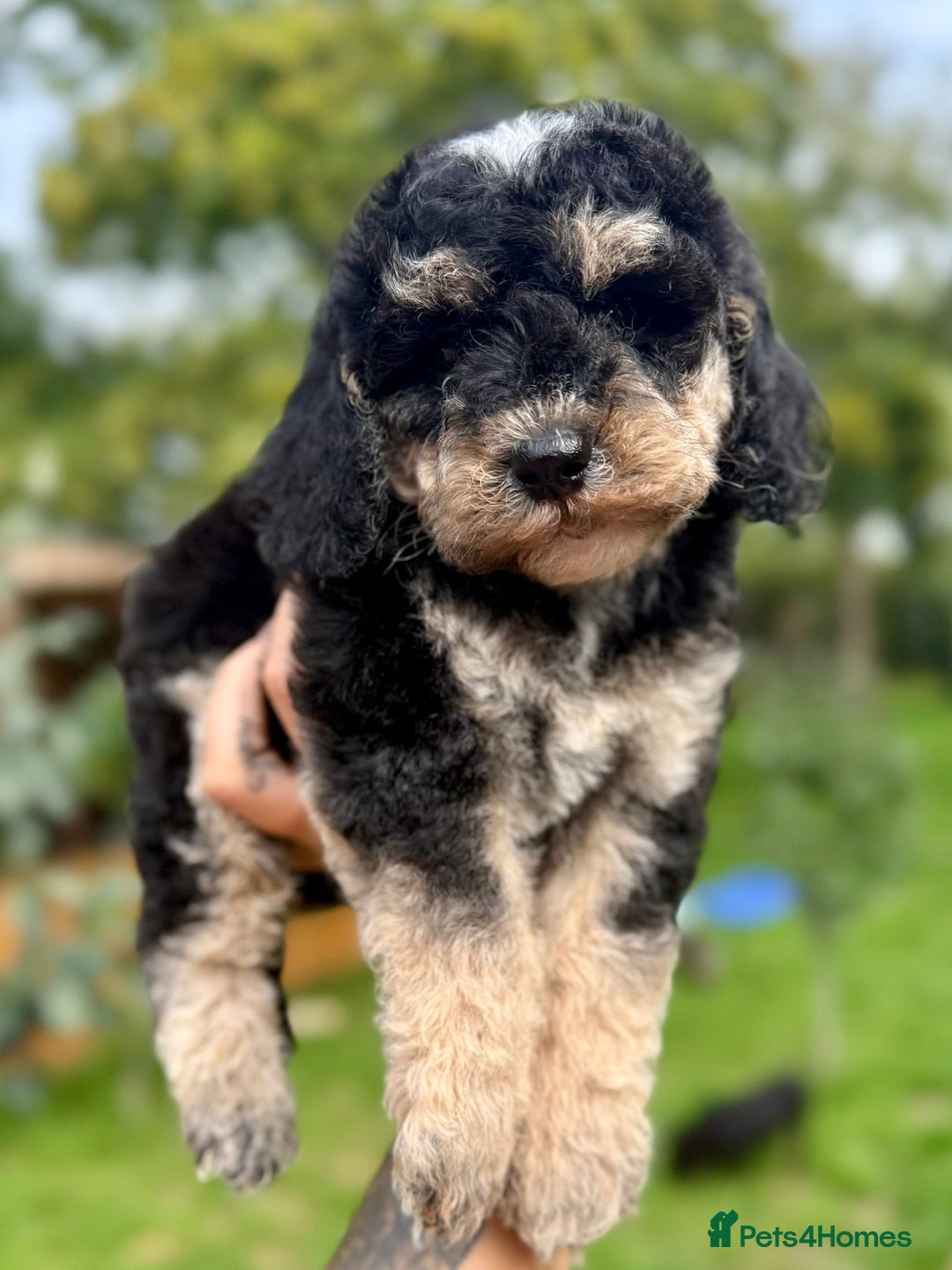 Cockapoo dogs for sale: ✨ Quality F2 Cockapoos ✨ Reputable Breeder  - Image 5