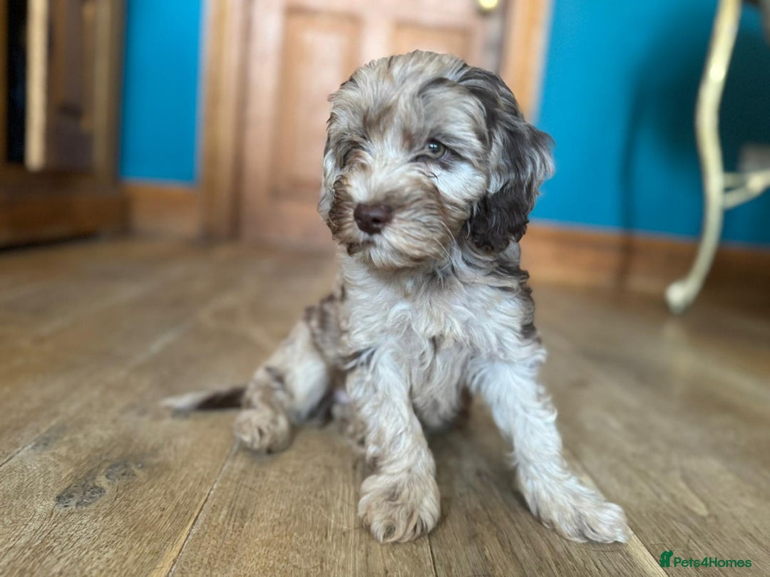 Cockapoo dogs for sale: Therapy Line F1b health tested cockapoo - Image 1