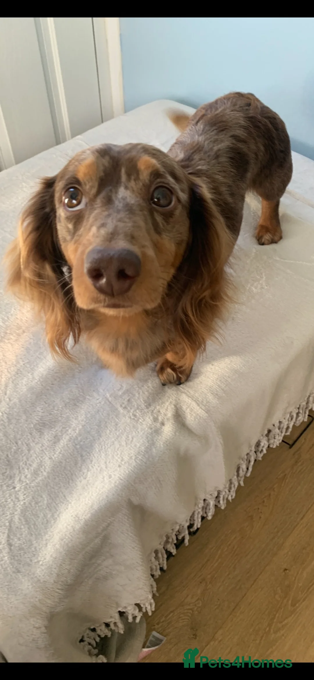 Dachshund dogs for stud: PROVEN STUD K.C reg long hair dapple dachshund  - Advert 2