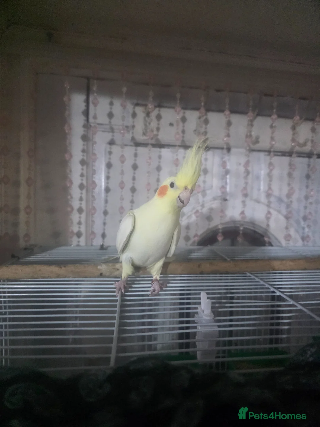 Cockatiels birds for sale: Lovely handtamed cockatiel.  in Oldham - Advert 2