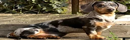 Miniature Dachshund dogs for stud: STUD Marvin Isabella Dapple Miniature Dachshund  - Advert 2