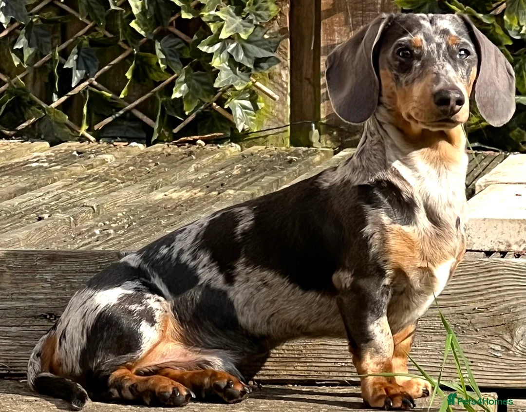 Miniature Dachshund dogs for stud: STUD Marvin Isabella Dapple Miniature Dachshund  - Advert 2