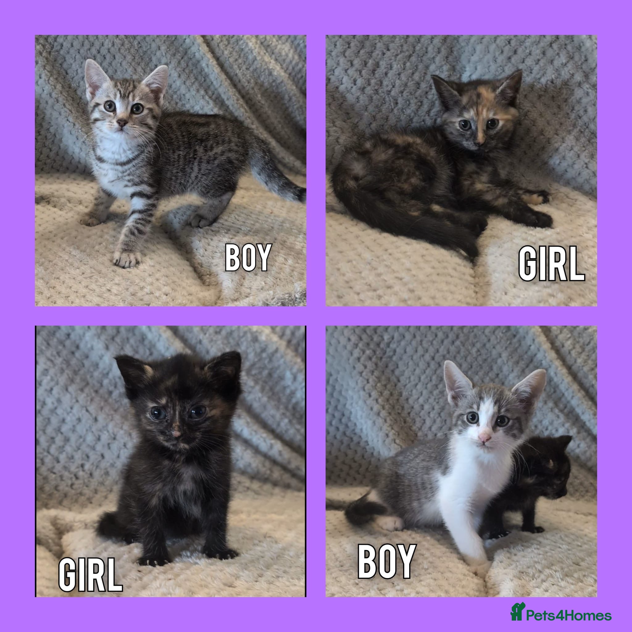 Mixed Breed cats Kittens for sale - Advert 1