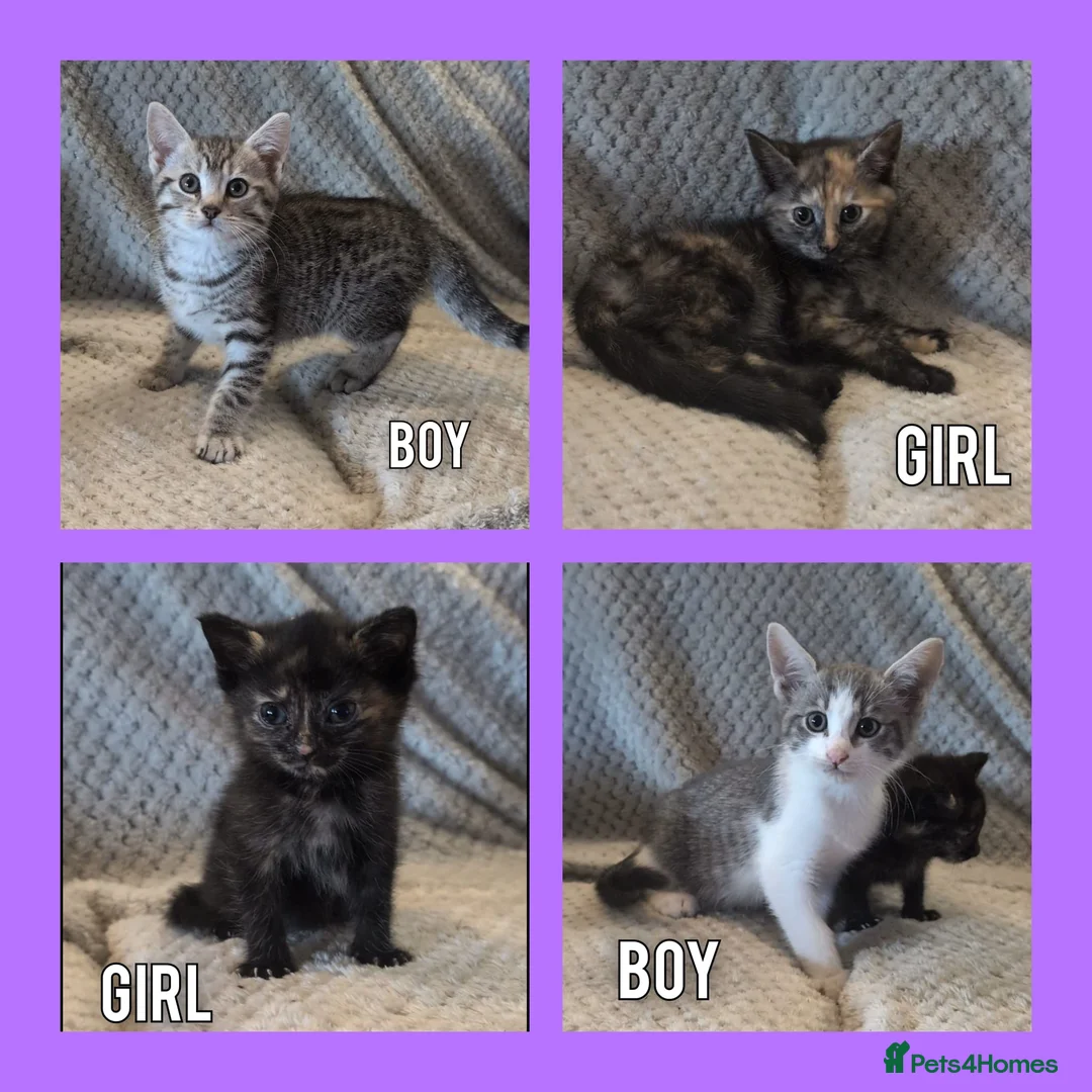 Mixed Breed cats for sale: Kittens for sale - Advert 1