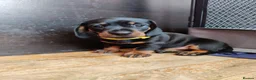Miniature Dachshund dogs for sale: Beautiful home-reared Miniature Dachshund Puppies - Advert 17