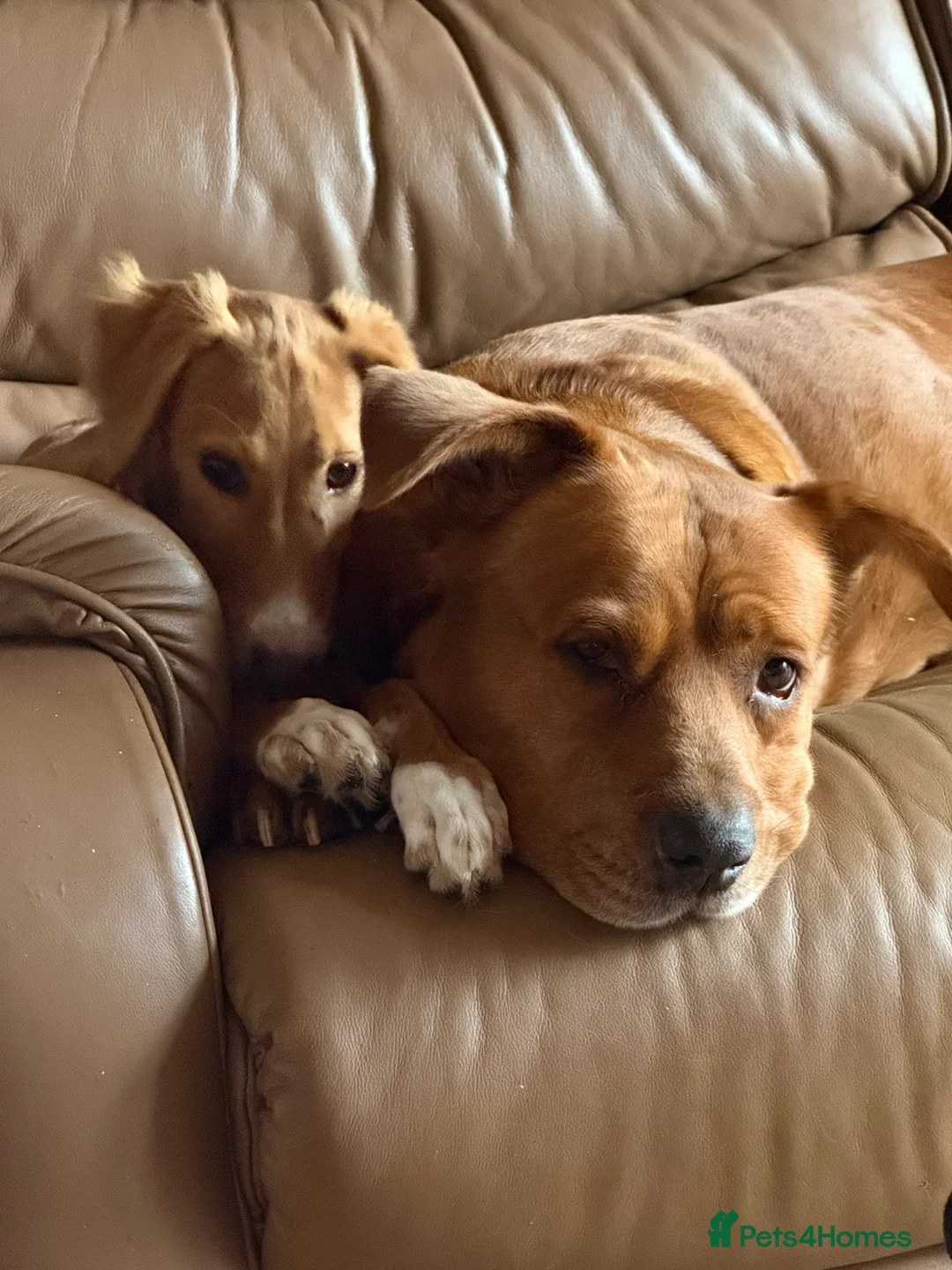 Mixed Breed dogs for sale: Beautiful Luna  - Advert 2