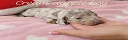 Miniature Dachshund dogs for sale: Stunning Dachshund Puppies❤️Reservations Now Open! - Advert 11