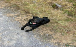 Borador dogs for sale: Beautiful Labrador/collie pup - Image 4