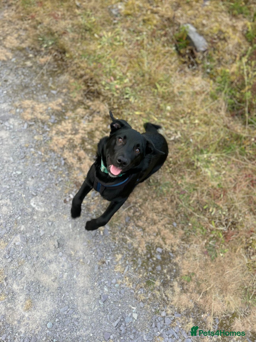 Borador dogs for sale: Beautiful Labrador/collie pup - Image 4