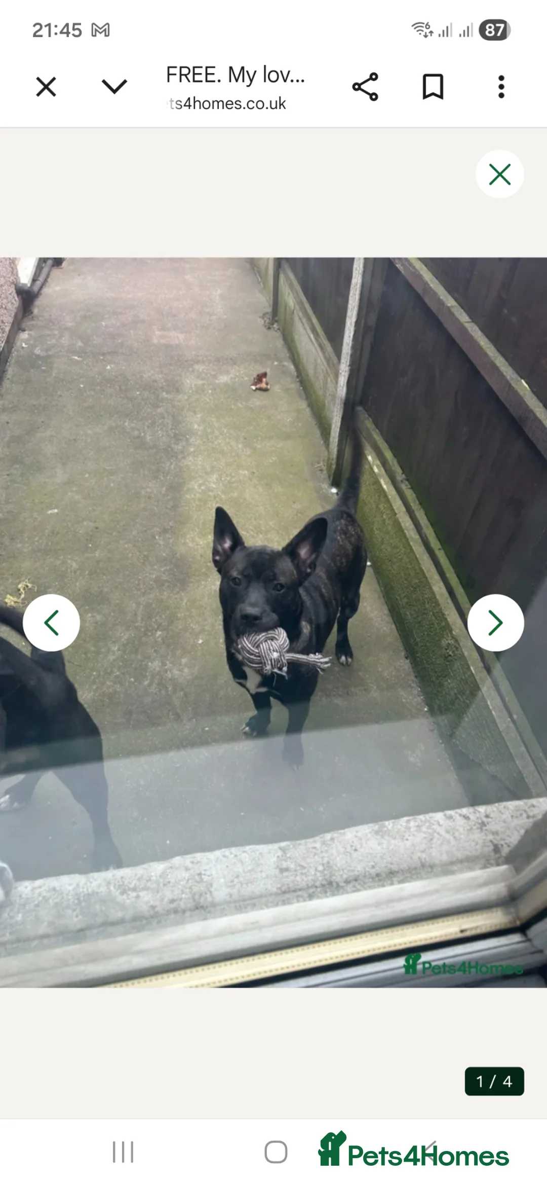 Mixed Breed dogs for sale: Rocco in Chesterfield - Advert 5