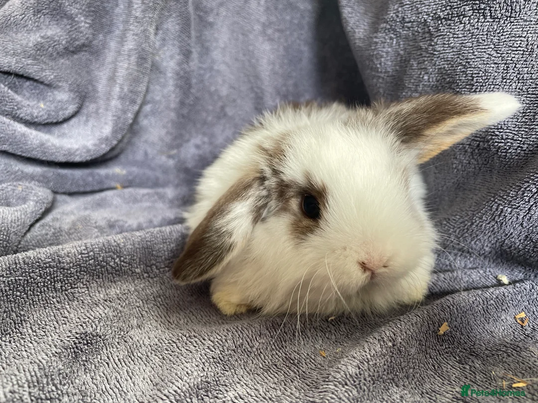 Mini Lop rabbits for sale: Mini lops ready to reserve  - Advert 1