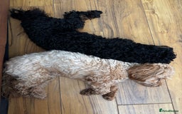 Cavapoochon dogs for sale: Toy Cavapoochon Puppies F1B - Image 4
