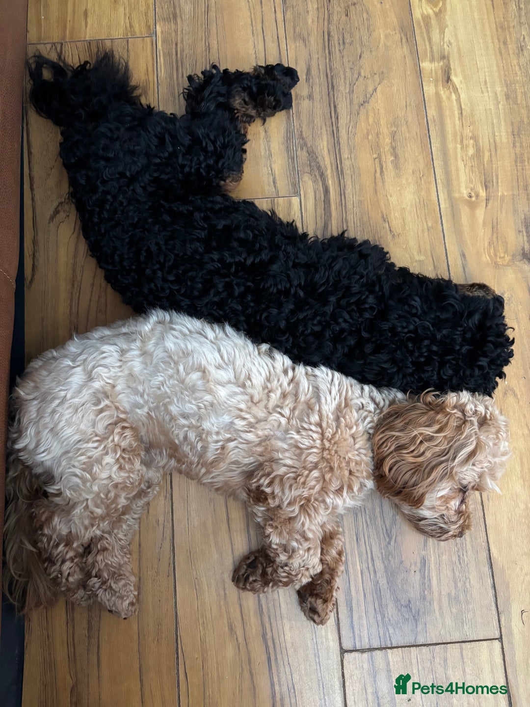 Cavapoochon dogs for sale: Toy Cavapoochon Puppies F1B - Image 4