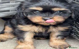 Cavapoo dogs for sale: Cavapoo rare black &tan health tested  - Image 7