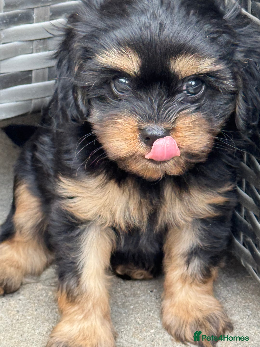 Cavapoo dogs for sale: Cavapoo rare black &tan health tested  - Image 7