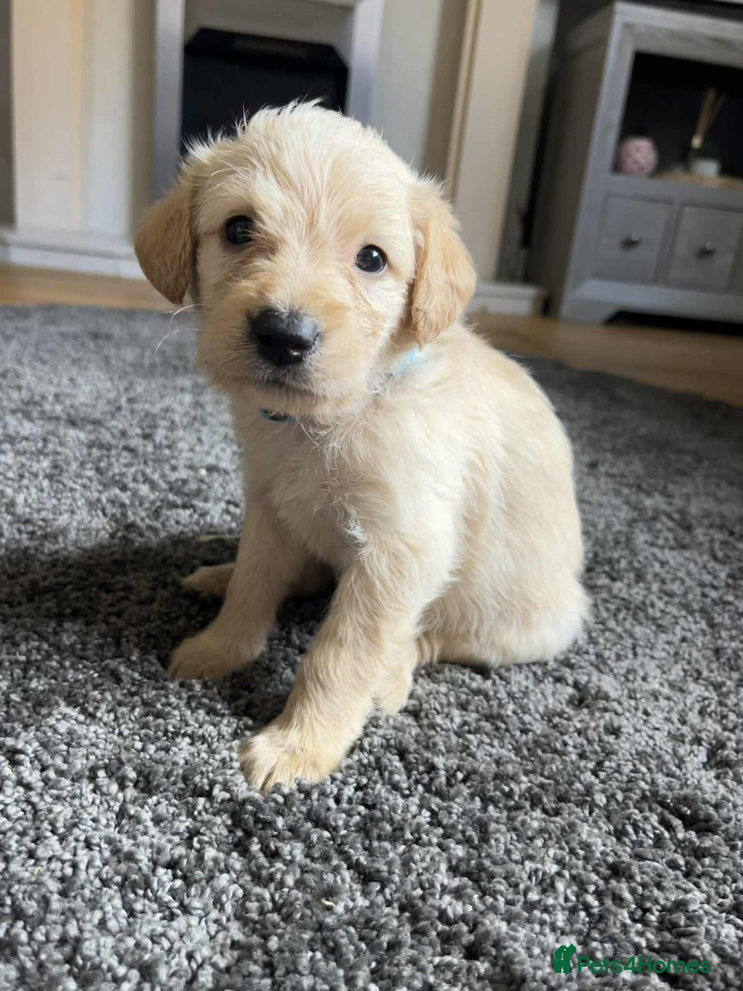 Labradoodle dogs for sale: Miniature Labradoodles  - Image 1