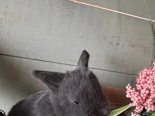 Netherland Dwarf rabbits 3 Netherlands Dwarf rabbits - Advert 3