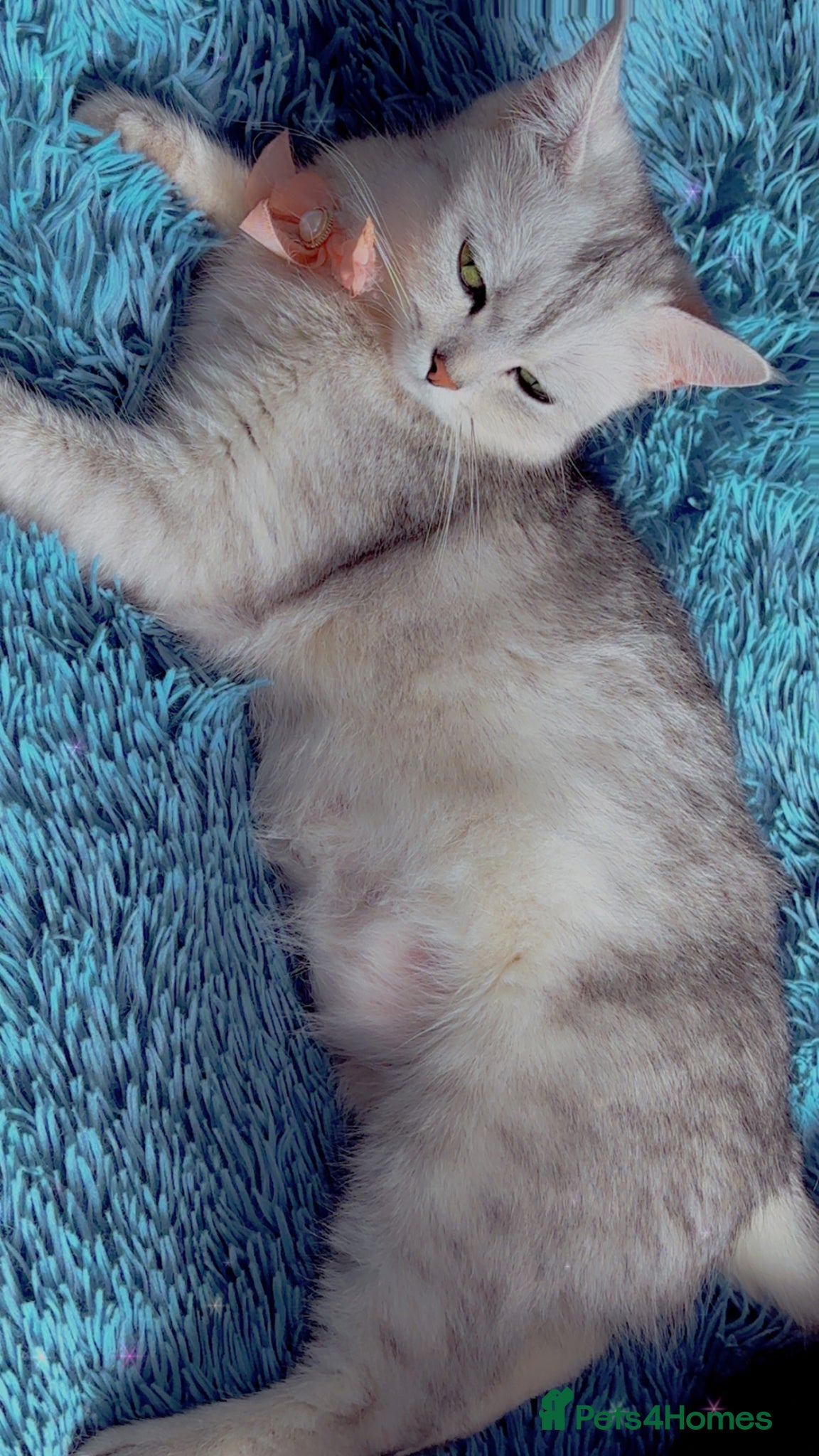 Scottish Fold cats Beautiful looking kittens 🐱  - Advert 5