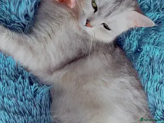 Scottish Fold cats Beautiful looking kittens 🐱 - Advert 5